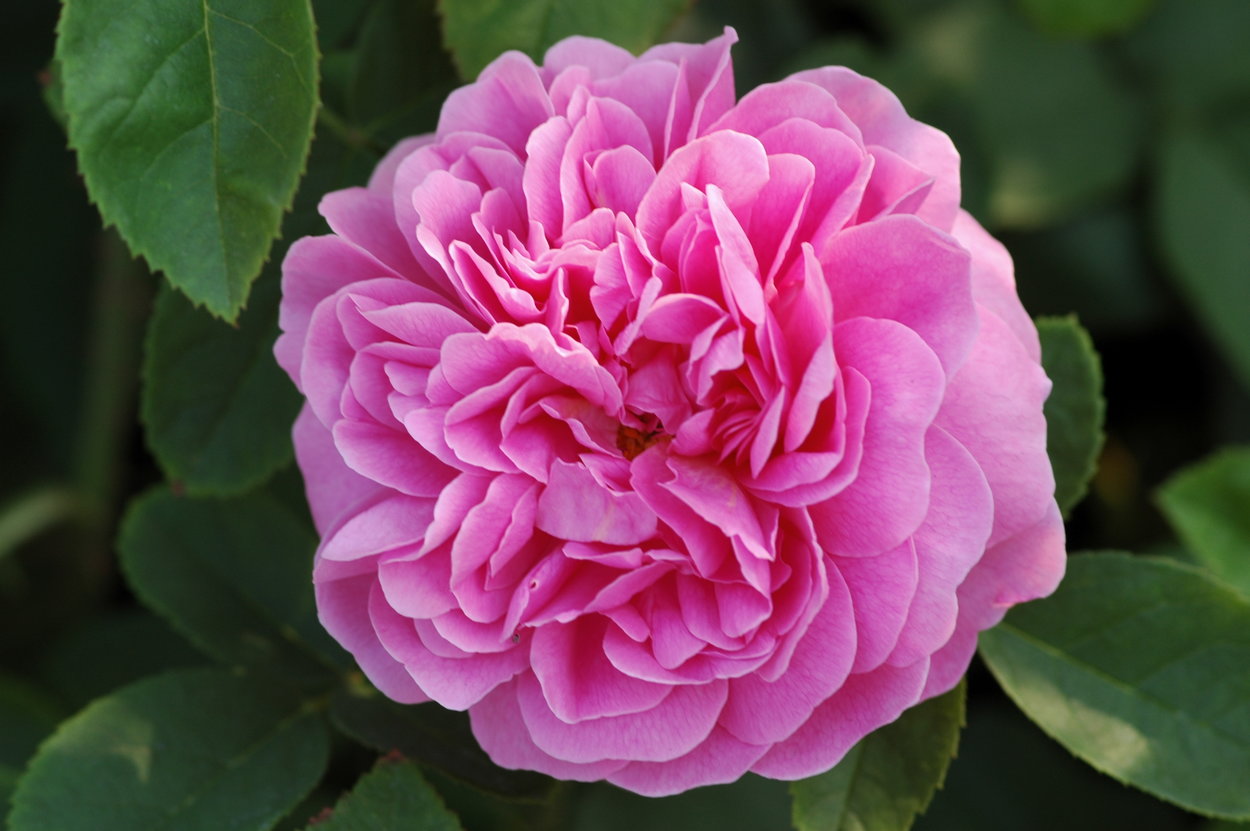 The Countryman Rose Intensiv Rosa Violett Ca 90cm David Austin The countryman rose intensiv rosa violett ca 90cm david austin